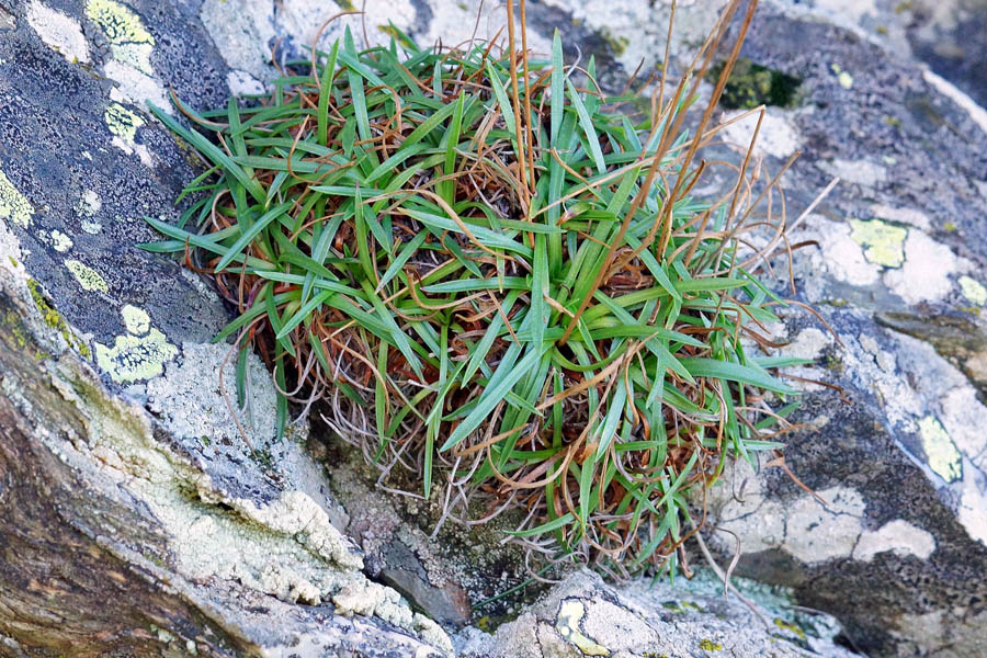 Armeria sardoa / Spillone di Sardegna